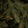 Detail stromčeka Vianočný stromček 3D Smrek Alpský. stromček s tmavozeleným hustým ihličím
