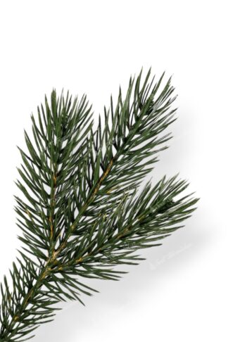 Detail vetvičky Umelý vianočný stromček 3D Borovica Himalájska