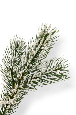 Detail vetvičky Vianočný stromček 3D Borovica Himalájska Zasnežená