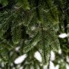 Detailná fotka vetvičiek vianočného stromčeka s 3D ihličím. Ihličie je na nerozoznanie od reálneho v prírode.