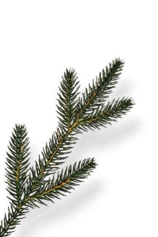 Detail vetvičky Umelý vianočný stromček 3D Smrek Alpský XL