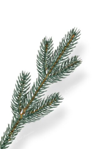 Detail vetvičky Umelý vianočný stromček Smrek Ľadový