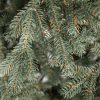 Vianočný stromček FULL 3D Smrek Ľadový, detail ihličia. Ihličie stromčeka je realistické, tyrkysovo striebornej farby.