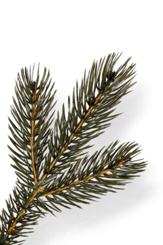 Detail vetvičky Umelý vianočný stromček 3D Borovica Himalájska XL, má husté zelené ihličie