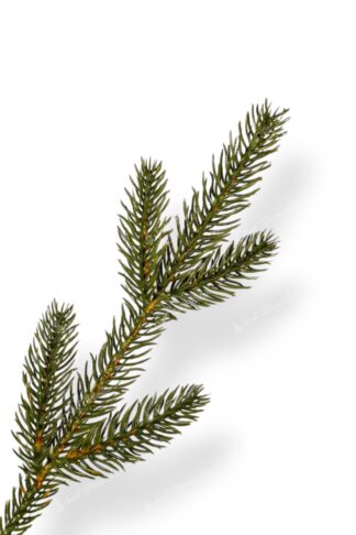 Detail vetvičky vianočný stromček 3D Smrek Úzky