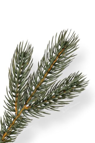 Detail vetvičky Umelý vianočný stromček 3D Borovica Strieborná
