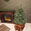 Vianočný stromček v kvetináči 3D Jedľa Pôvabná, stromček je osadený v kvetináči a má husté tmavozelené ihličie