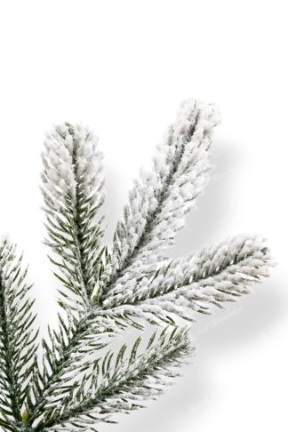 Detail vetvičky Biely vianočný stromček 3D Smrek Grónsky