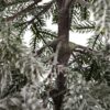 Detail stromčeka Umelý vianočný stromček FULL 3D Jedlička Jagavá. stromček s husto zasneženými vetvičkami