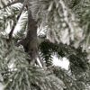 Detail stromčeka Umelý vianočný stromček FULL 3D Jedlička Jagavá. Stromček so zasneženými vetvičkami