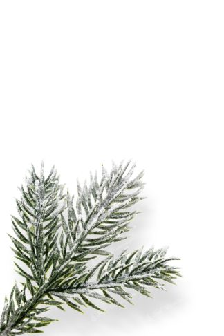 Detail vetvičky Vianočný stromček FULL 3D Jedlička Jagavá
