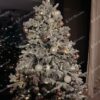 Umelý vianočný stromček 3D Smrek Polárny 150cm, stromček má husto zasnežené vetvičky so šiškami a je ozdobený bielymi a ružovými ozdobami