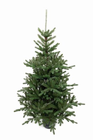 Umelý vianočný stromček v kvetináči 3D Smrek Tirolský