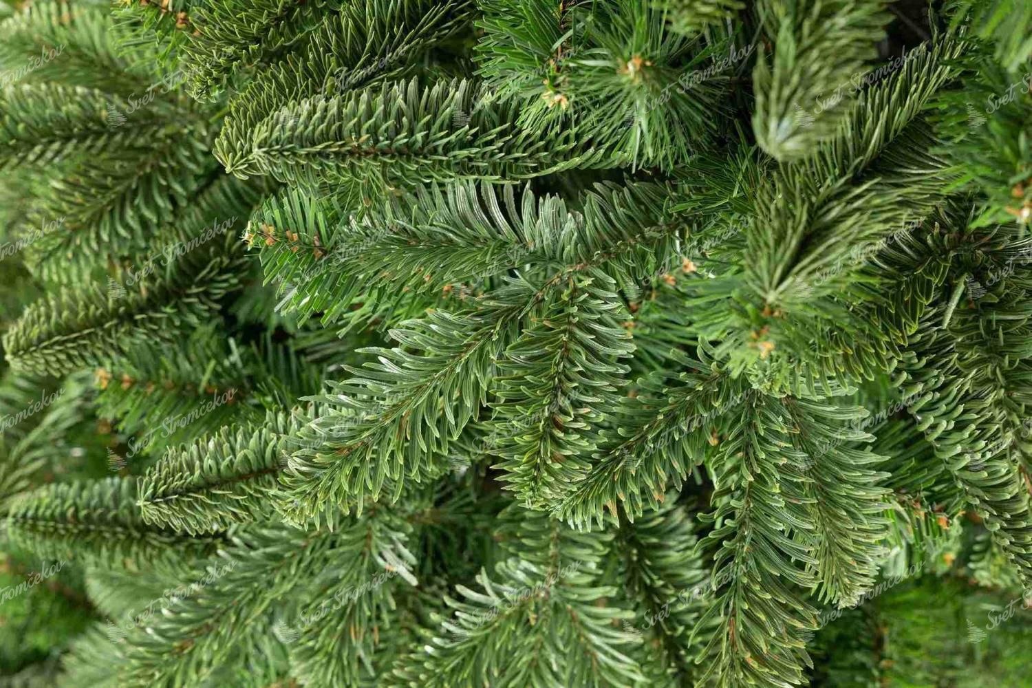 Detail vetvičky vianočného stromčeka 3D Jedľa Kolorádska na pníku so svetlozeleným ihličím oblého tvaru
